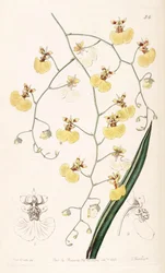 Tolumnia urophylla (jako syn. Oncidium urophyllum)